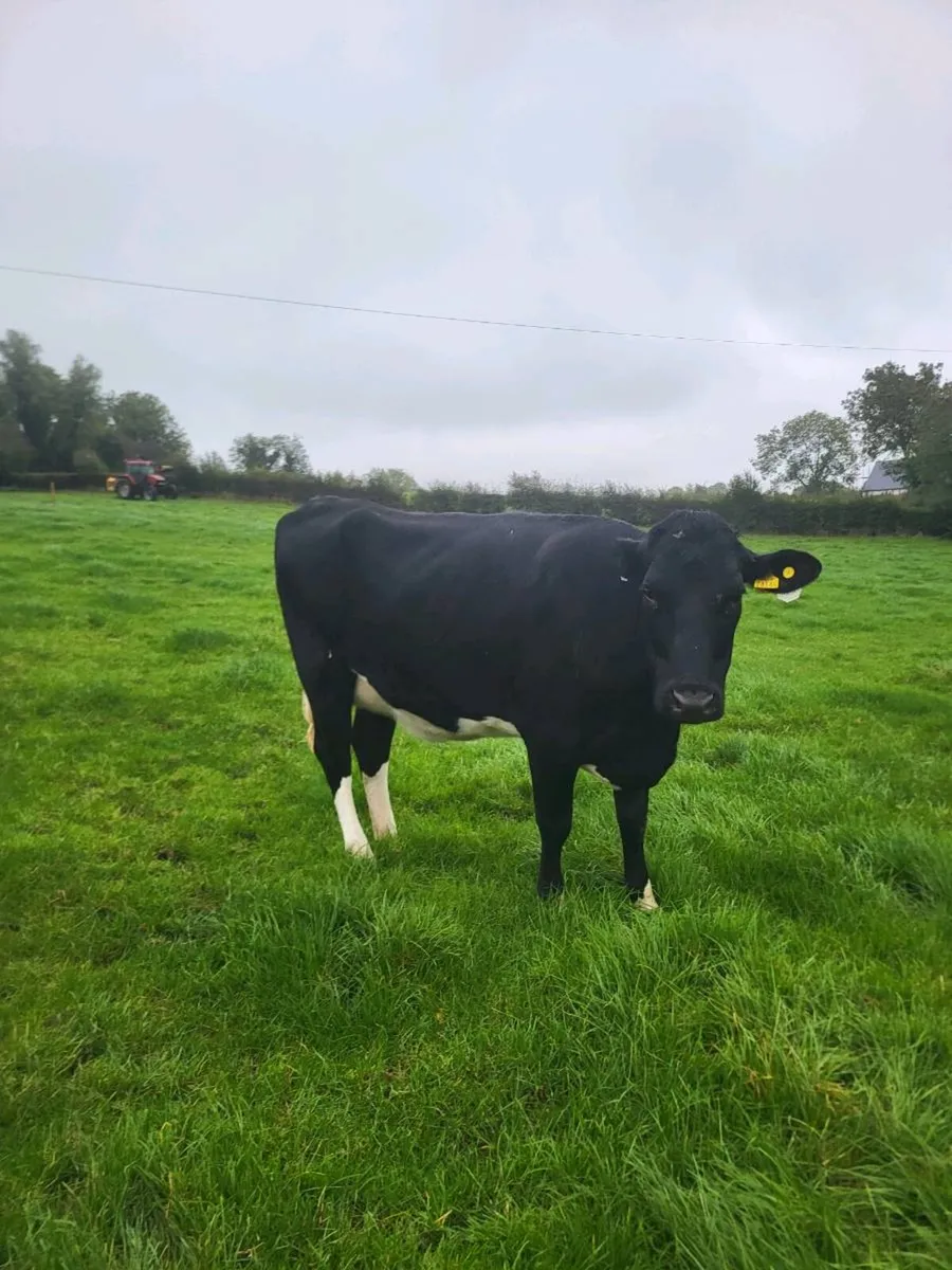 Heifer on point of calving - Image 2