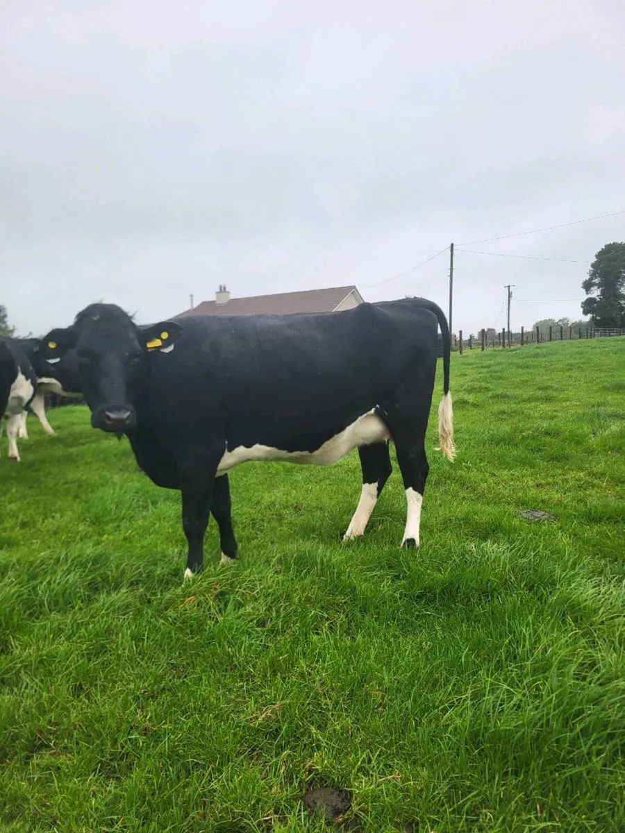 Heifer on point of calving - Image 3