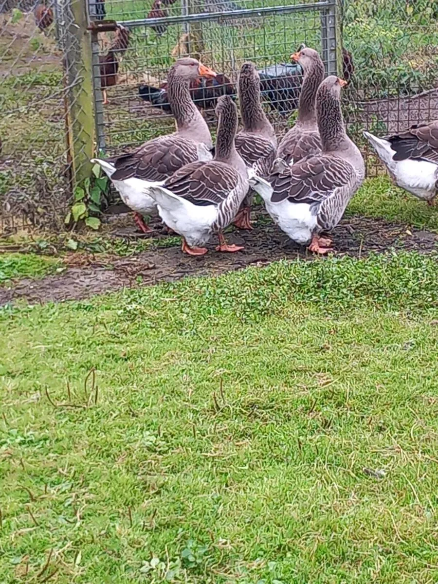 Toulouse gander - Image 1