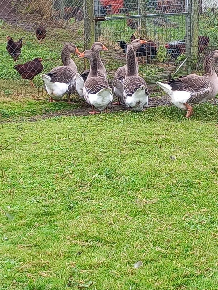 Toulouse gander - Image 2