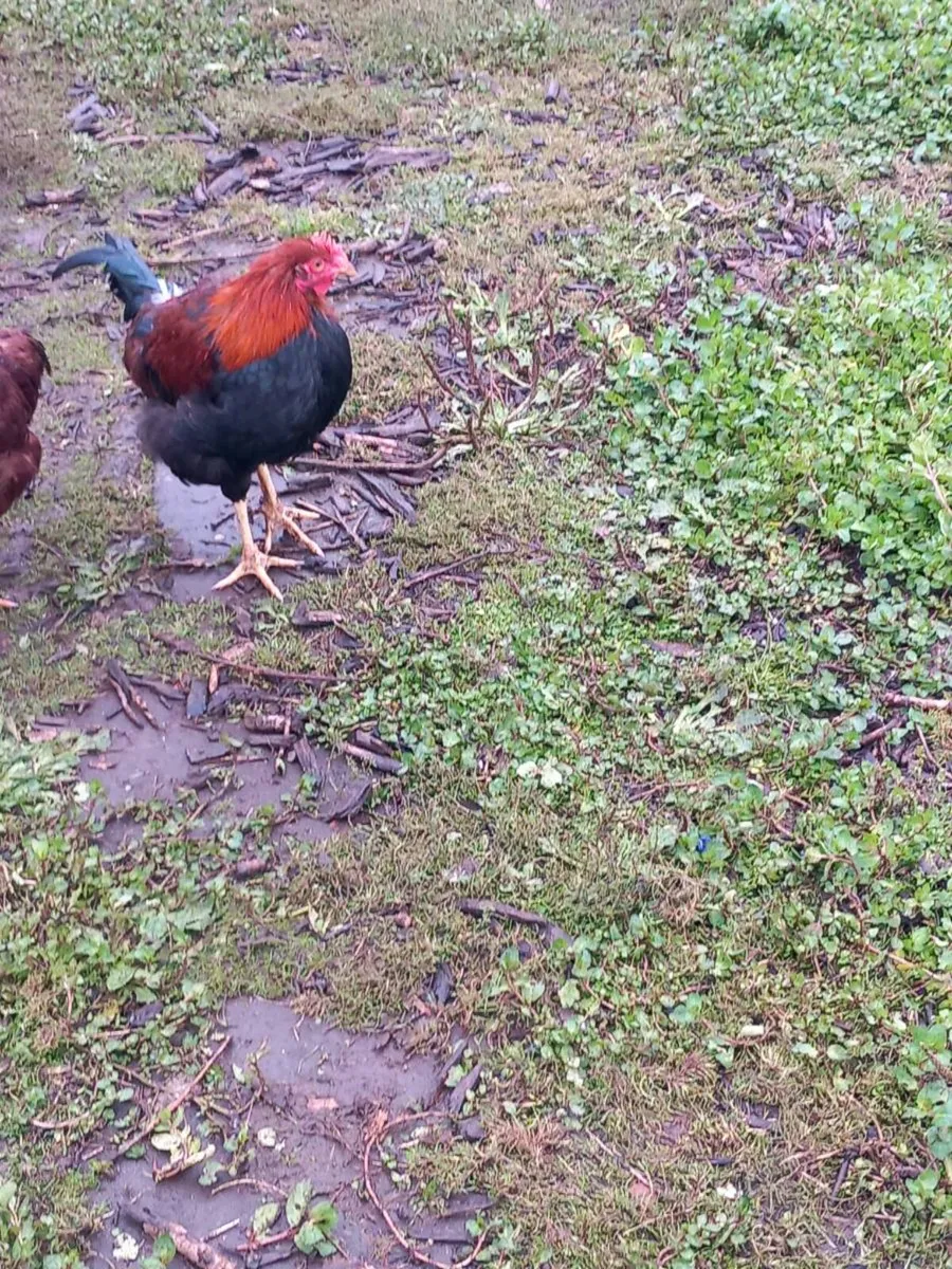 Toulouse gander - Image 3