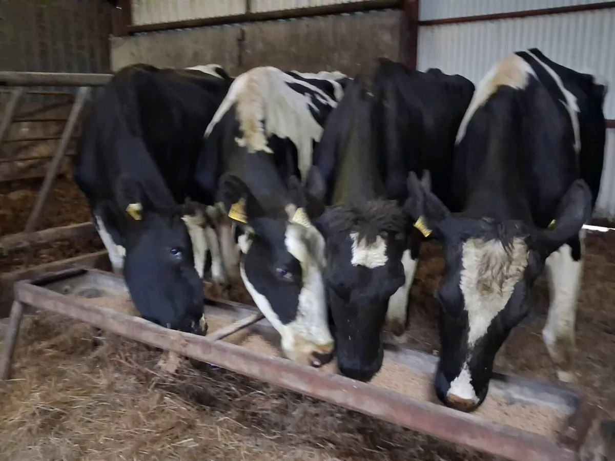 4 Friesian In calf Cows - Image 1