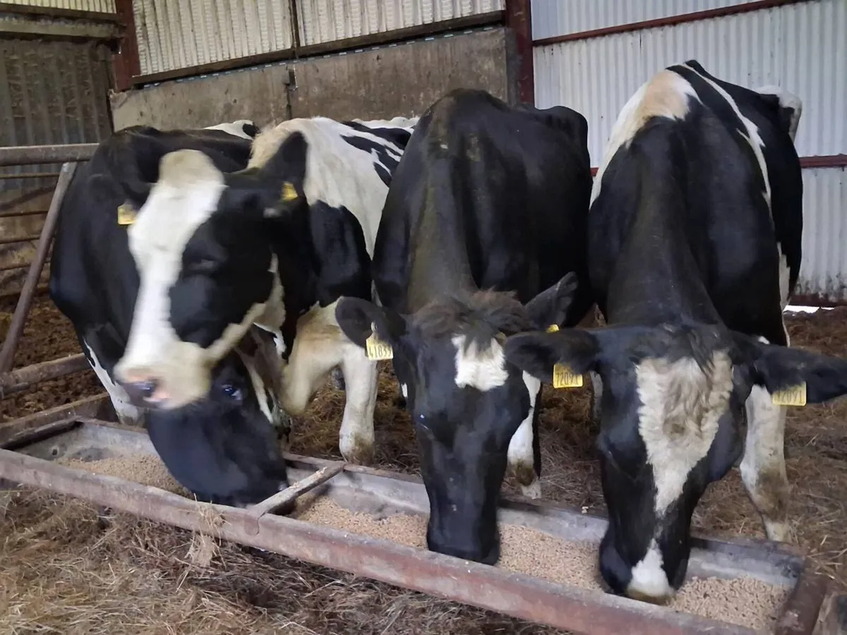 4 Friesian In calf Cows - Image 2
