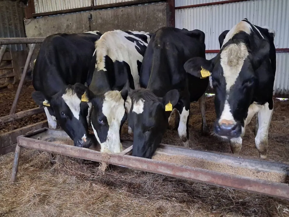 4 Friesian In calf Cows - Image 3
