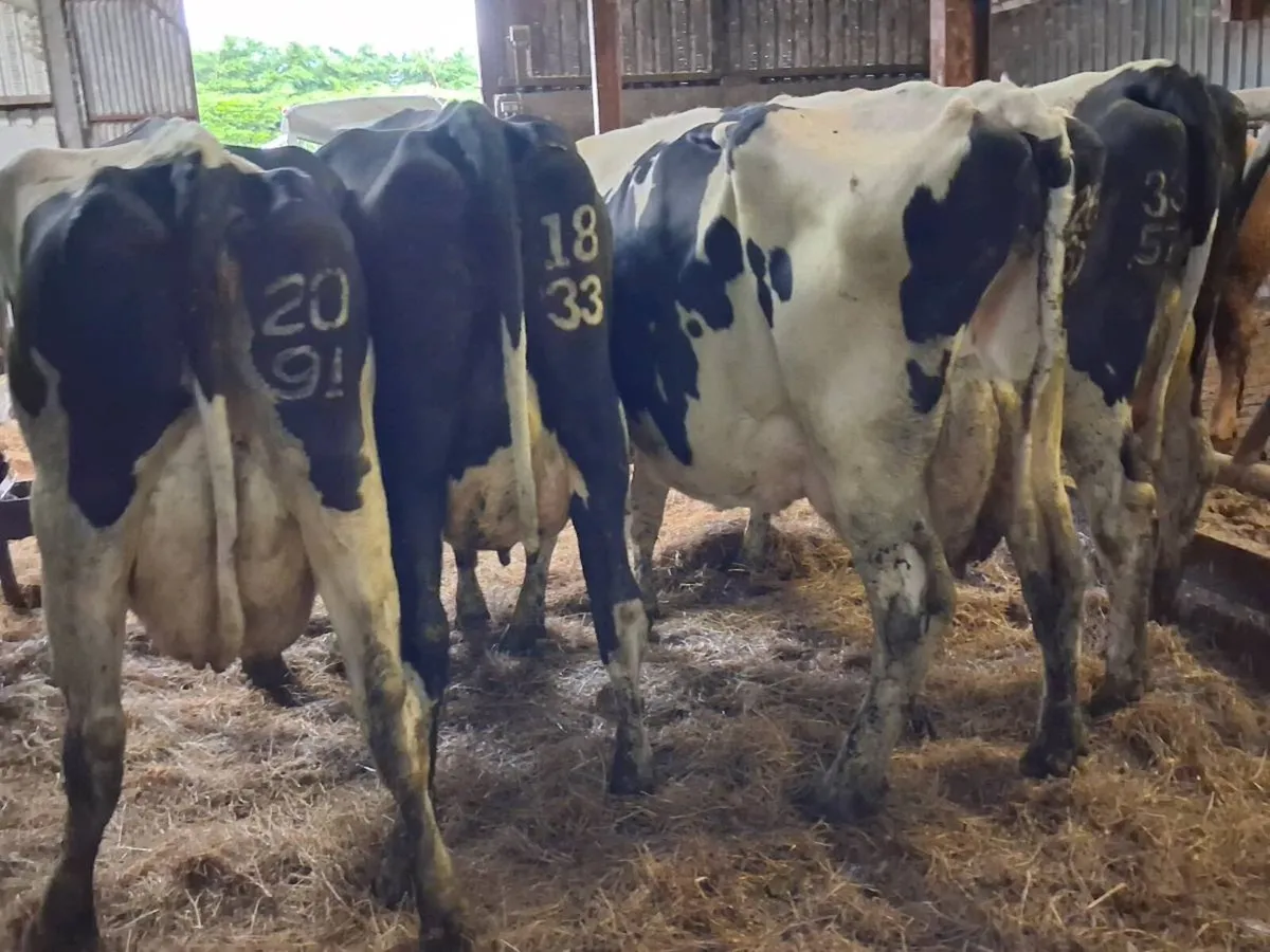 4 Friesian In calf Cows - Image 4