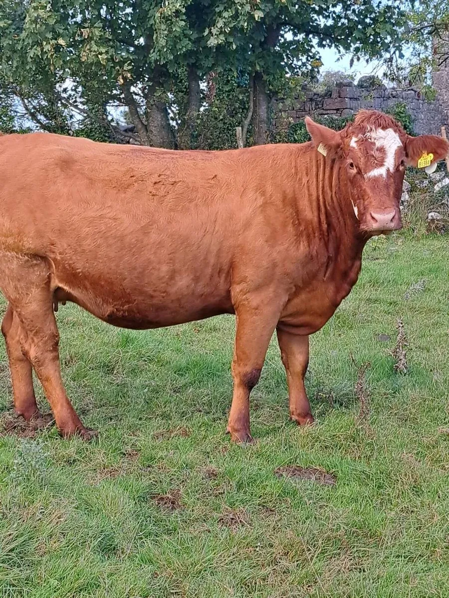 48 outstanding in calf heifers - Image 1