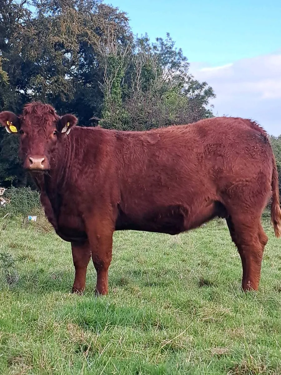 48 outstanding in calf heifers - Image 2