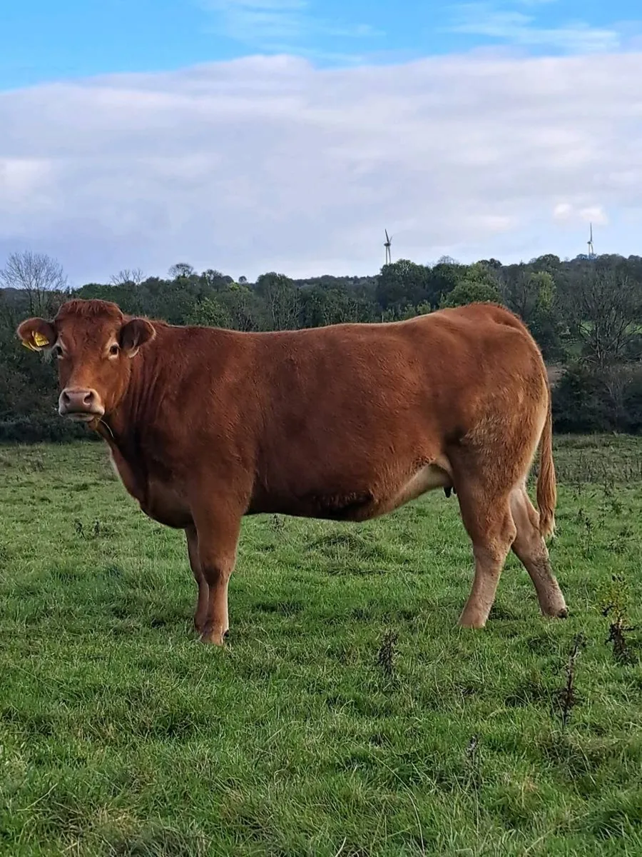 48 outstanding in calf heifers - Image 3