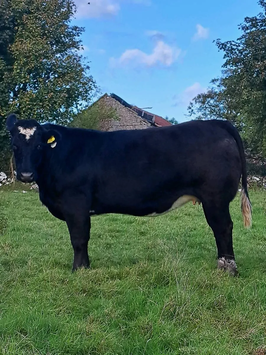 48 outstanding in calf heifers - Image 4