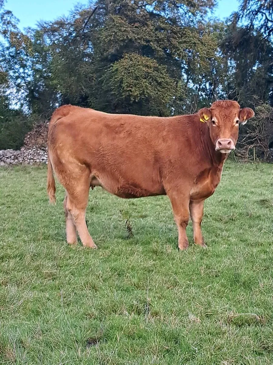 48 outstanding in calf heifers - Image 4