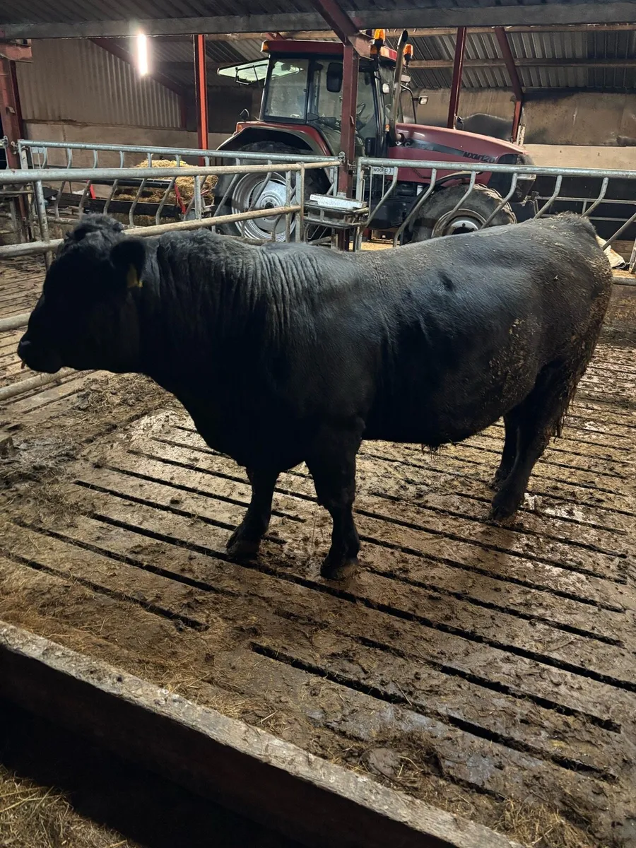Pedigree Angus Bull - Image 1