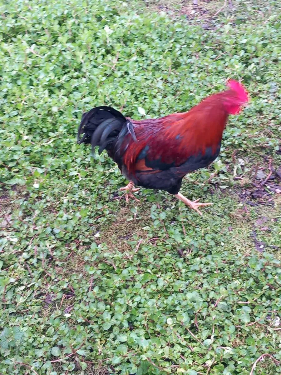 Wellsomer pullets for sale - Image 4