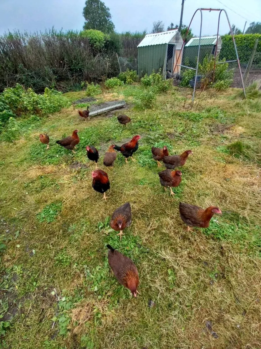 Wellsomer pullets for sale - Image 1