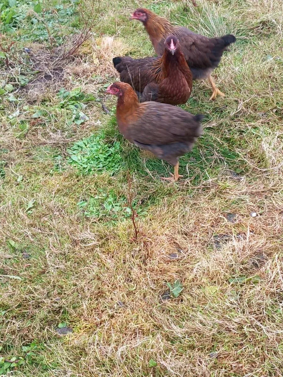 Wellsomer pullets for sale - Image 2