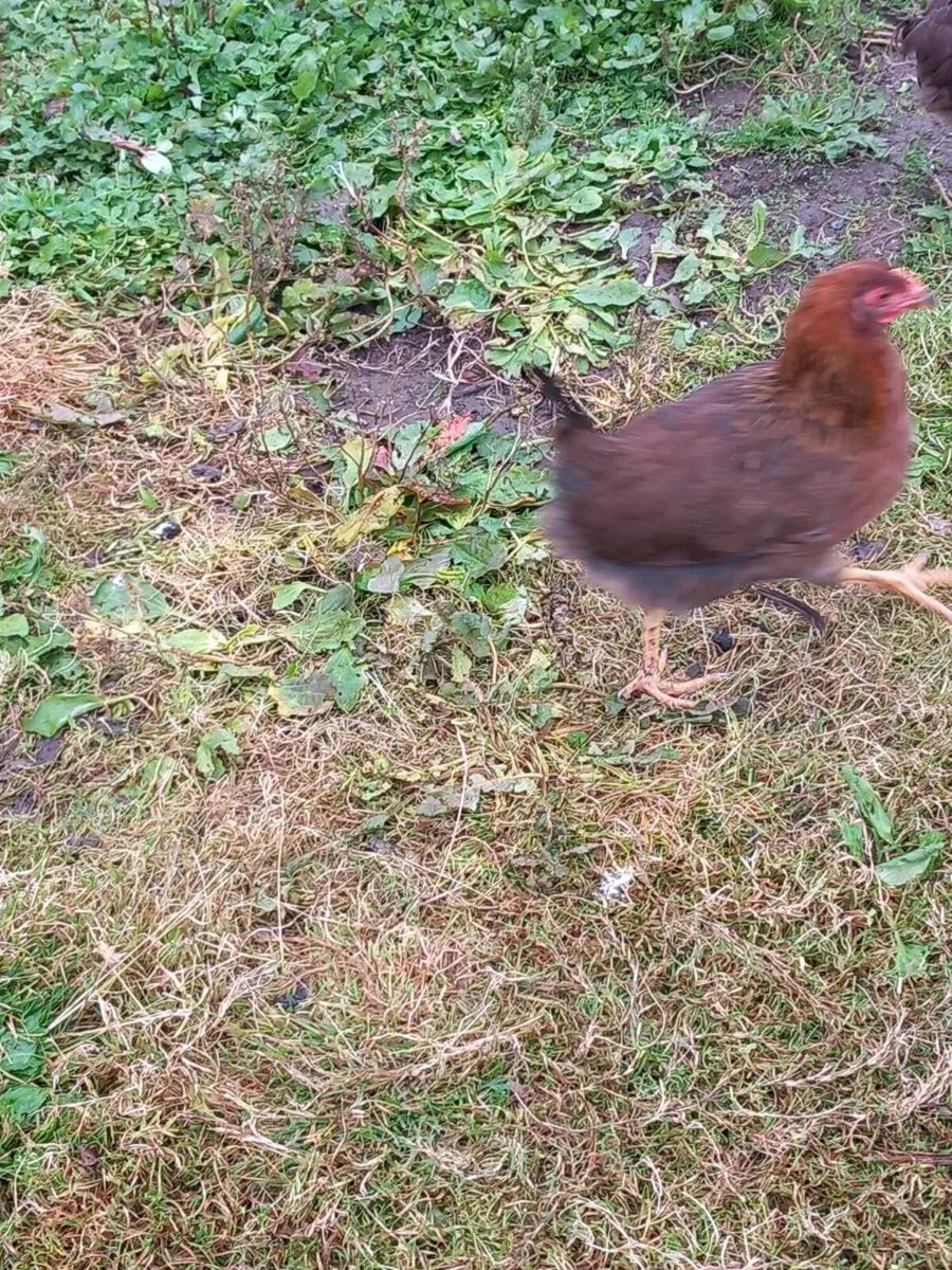 Wellsomer pullets for sale - Image 3