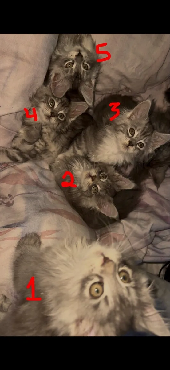MAINE COON GIRLS - Image 1