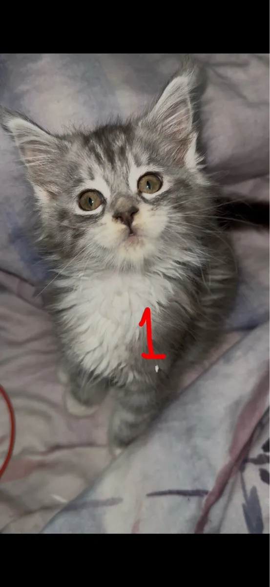 MAINE COON GIRLS - Image 2