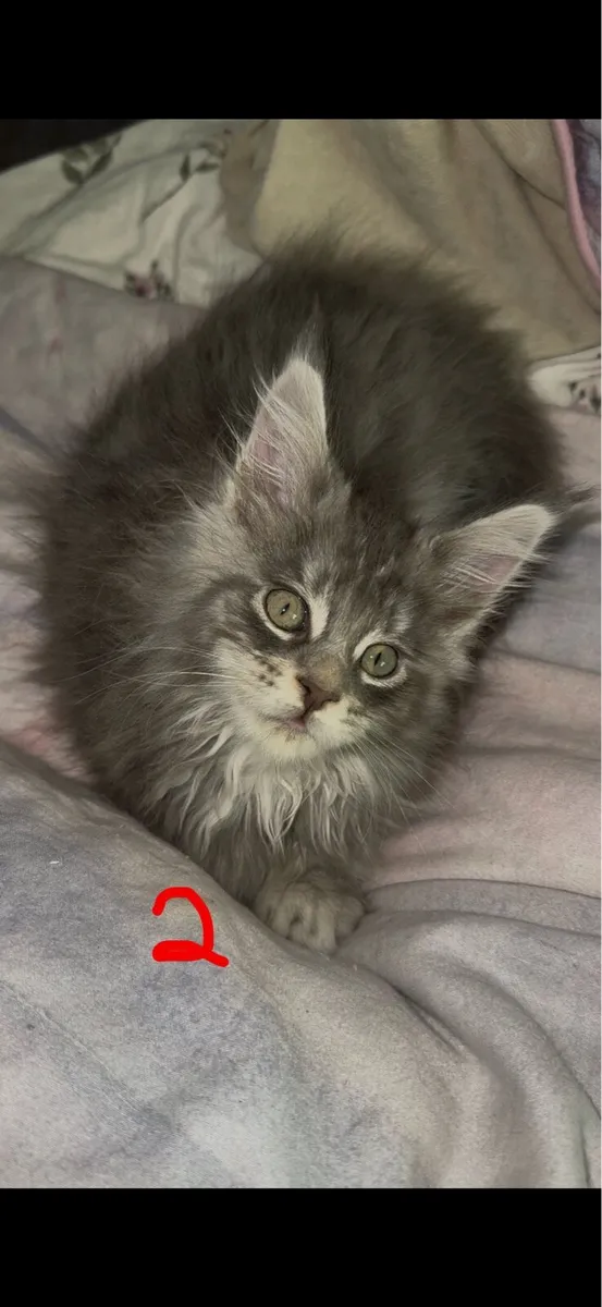 MAINE COON GIRLS - Image 3