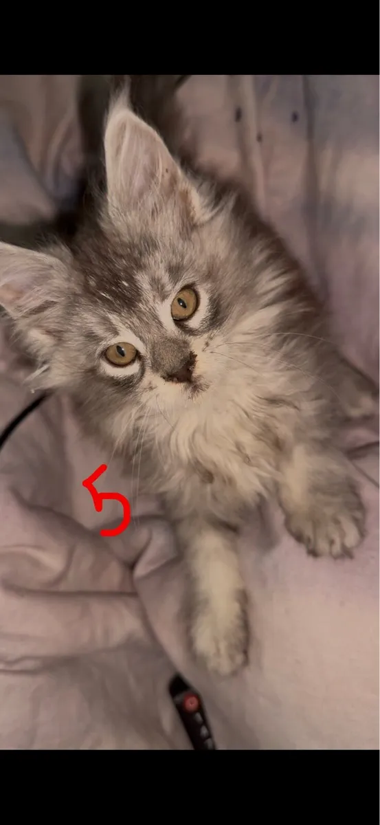 MAINE COON GIRLS - Image 4