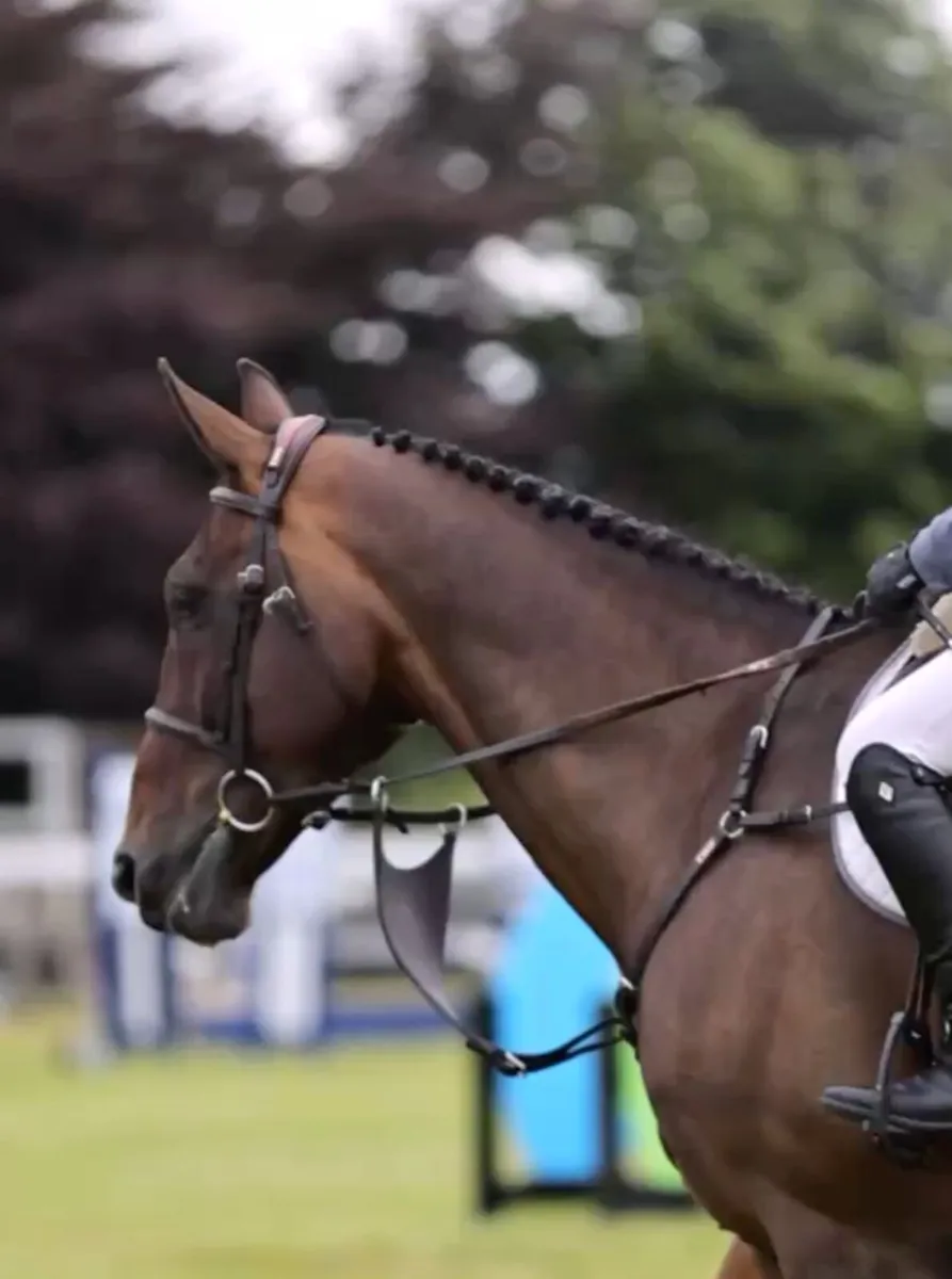 10 Yr old Schoolmaster Gelding - Image 1