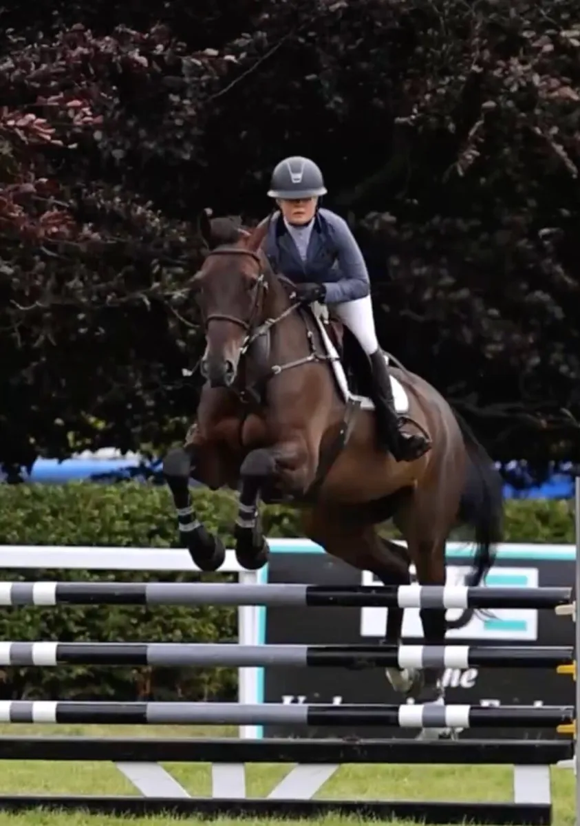 10 Yr old Schoolmaster Gelding - Image 3
