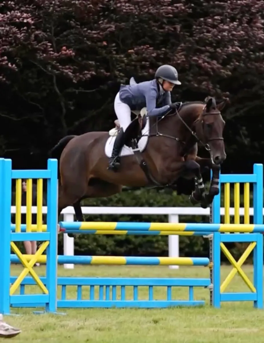 10 Yr old Schoolmaster Gelding - Image 4