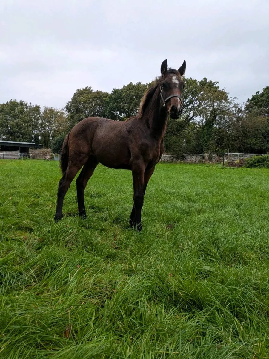 Lot 205 Goresbridge Casallco Colt Foal - Image 1