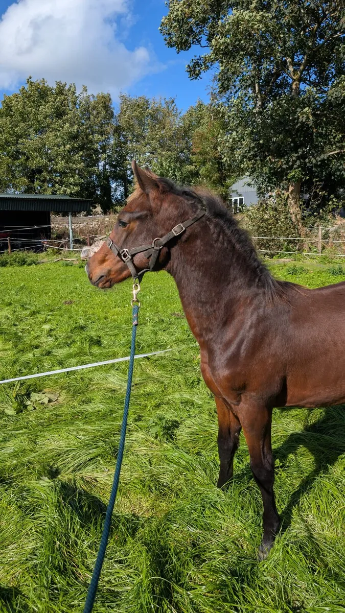 Lot 205 Goresbridge Casallco Colt Foal - Image 3