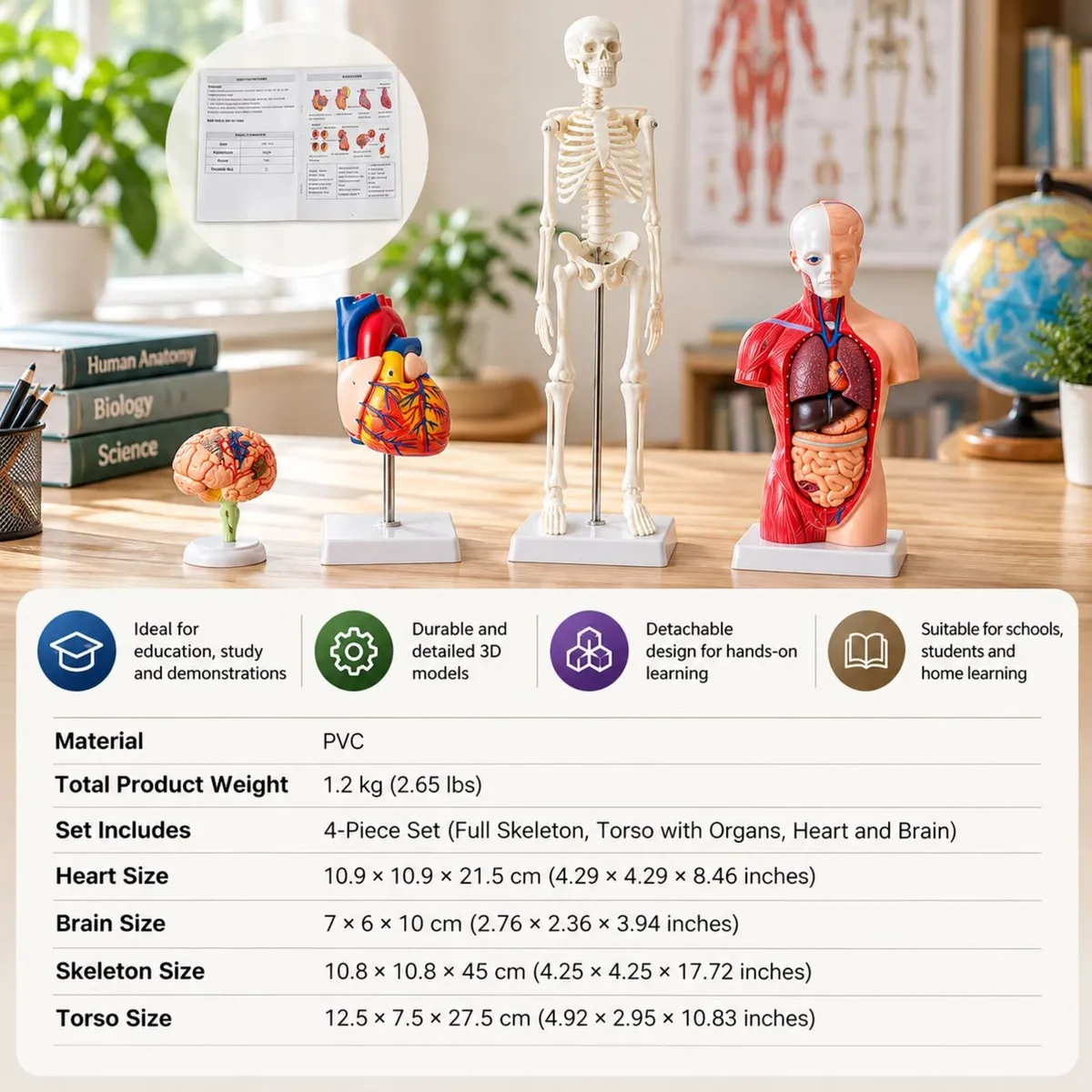 Human Anatomy Model Set of 4 Skeleton, Torso, Hear - Image 2