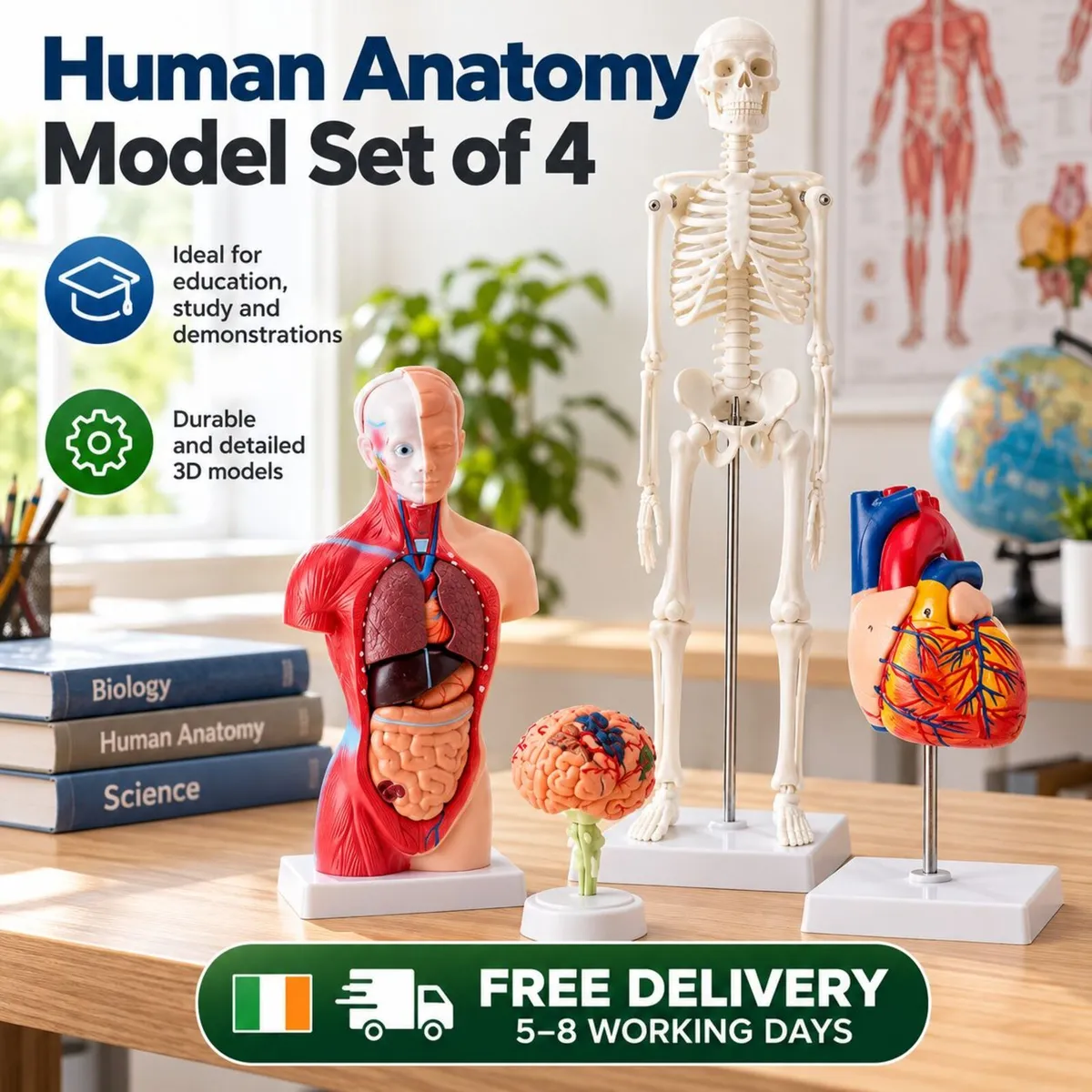 Human Anatomy Model Set of 4 Skeleton, Torso, Hear - Image 1