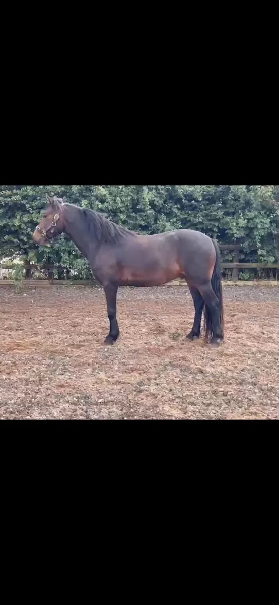 Pony - Image 1
