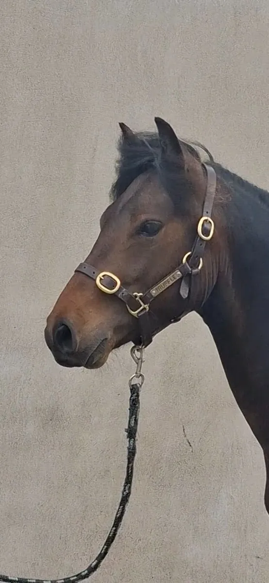 Pony - Image 2