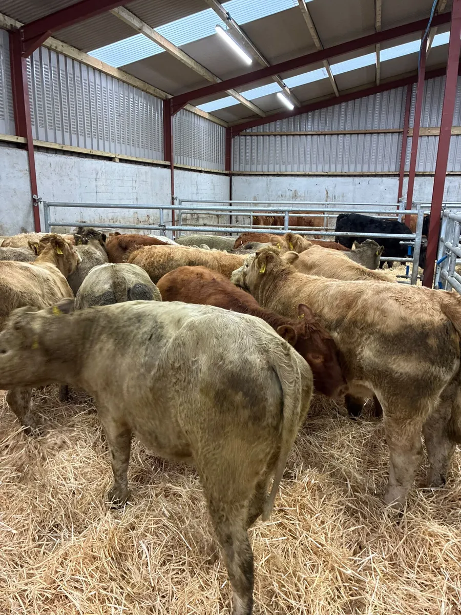 Charolais and lim heifers - Image 1