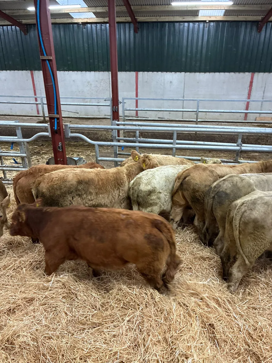Charolais and lim heifers - Image 4