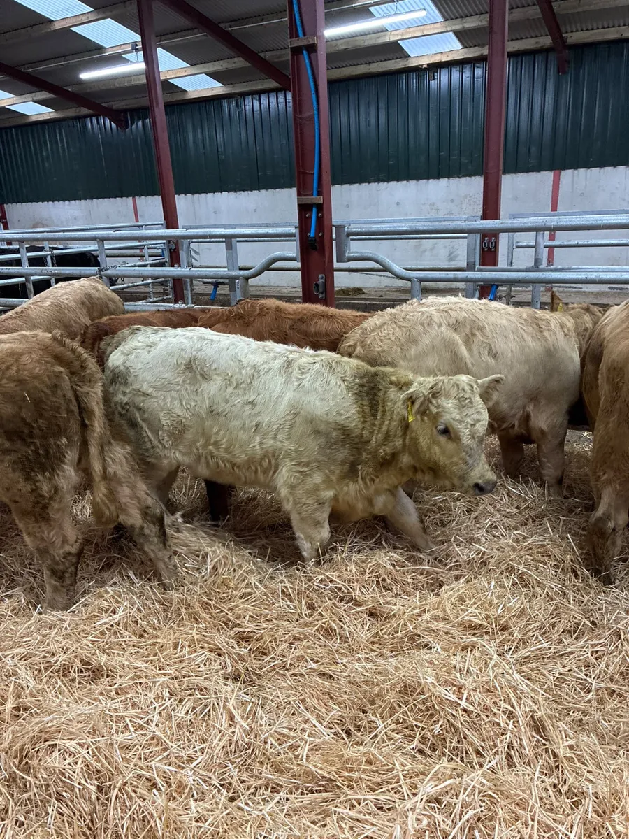 Charolais and lim heifers - Image 3