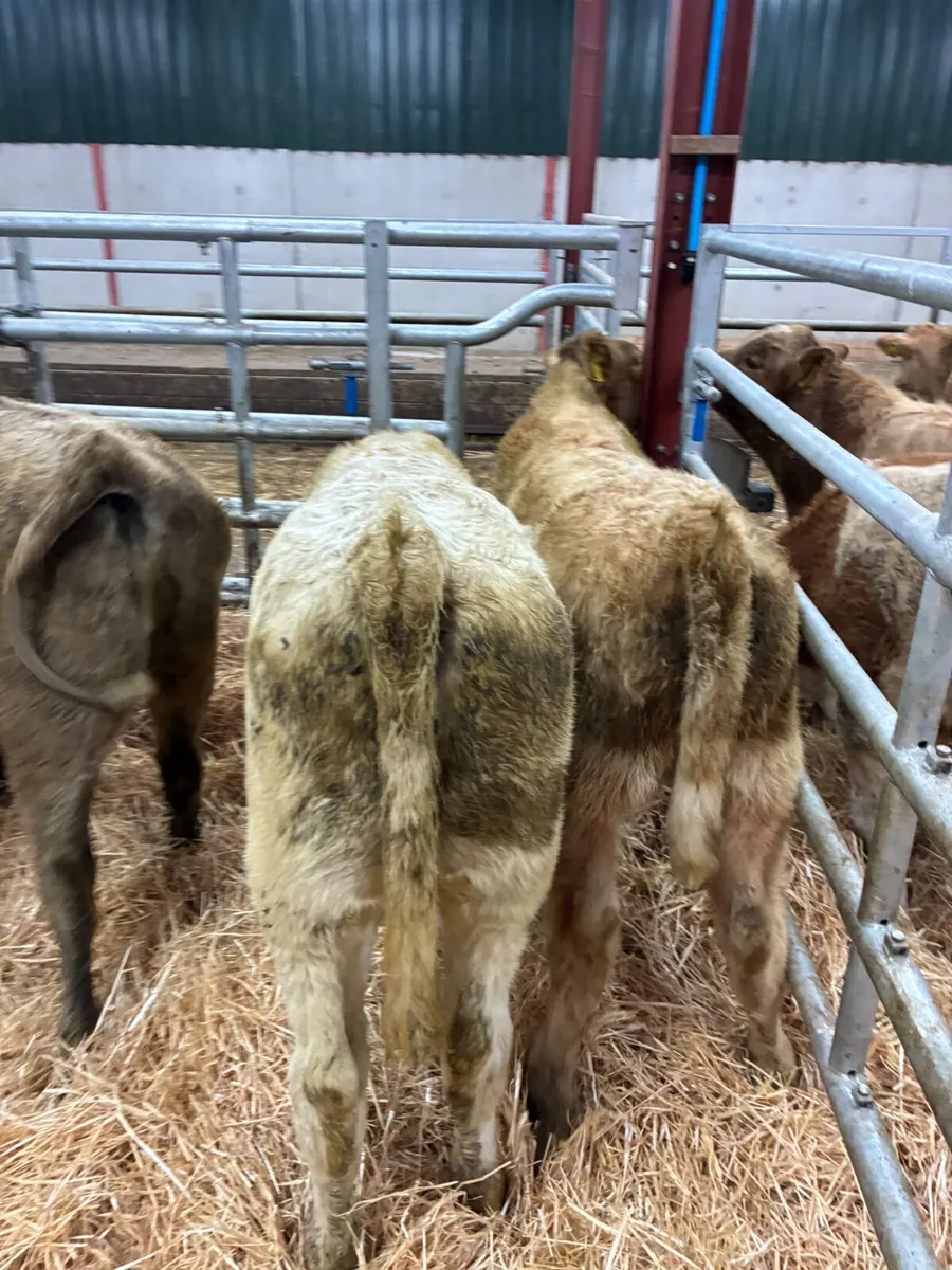 Charolais and lim heifers - Image 2