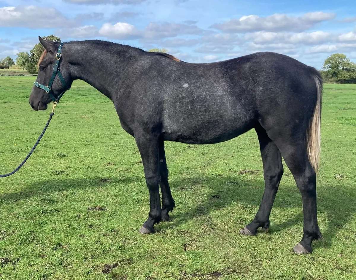 Connemara Gelding - Image 1