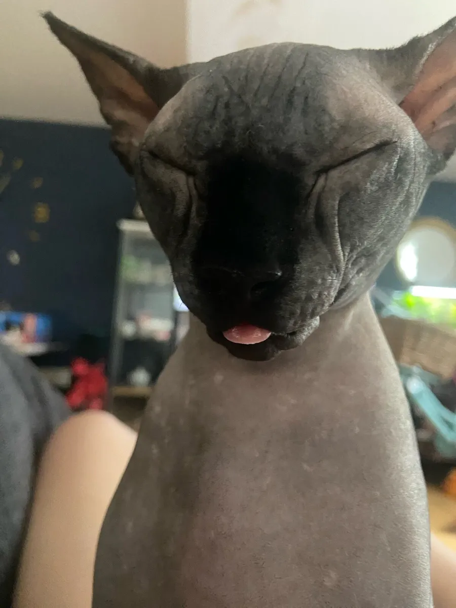 Sphynx cats - Image 4