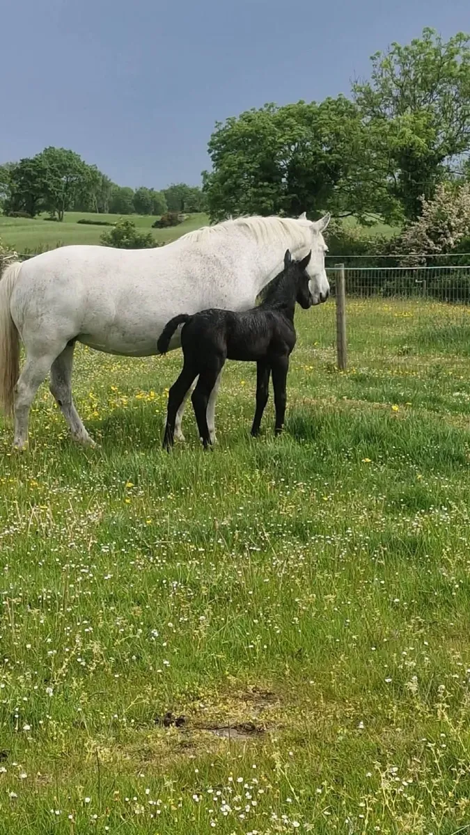 Pony - Image 1