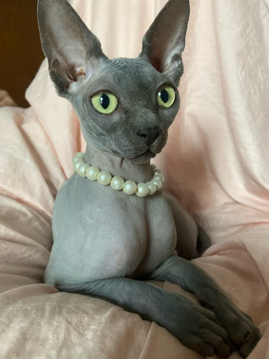 Sphynx cats - Image 1