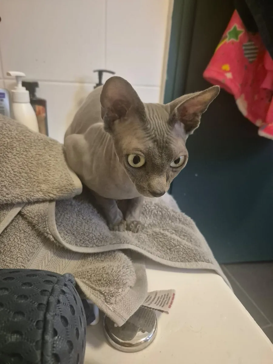 Sphynx cats - Image 2