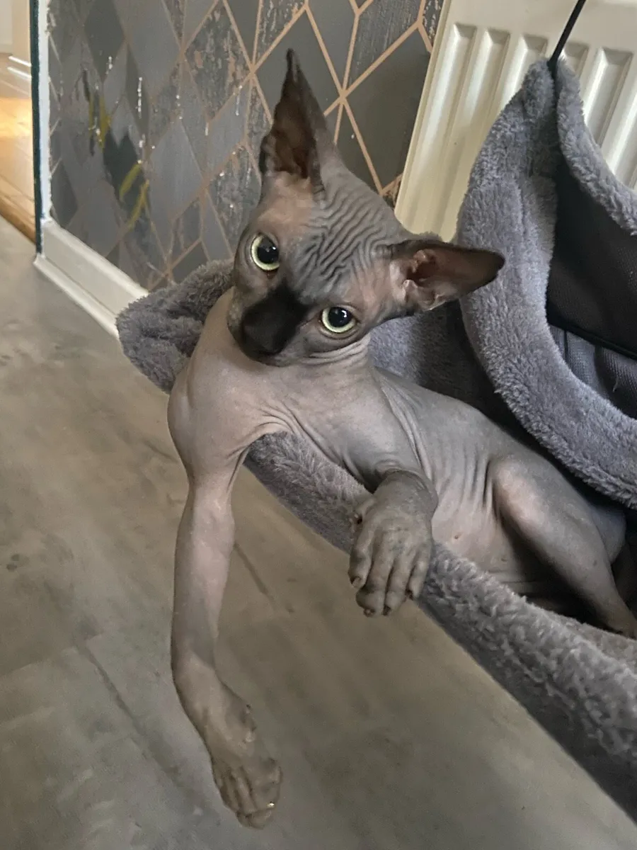 Sphynx cats - Image 3