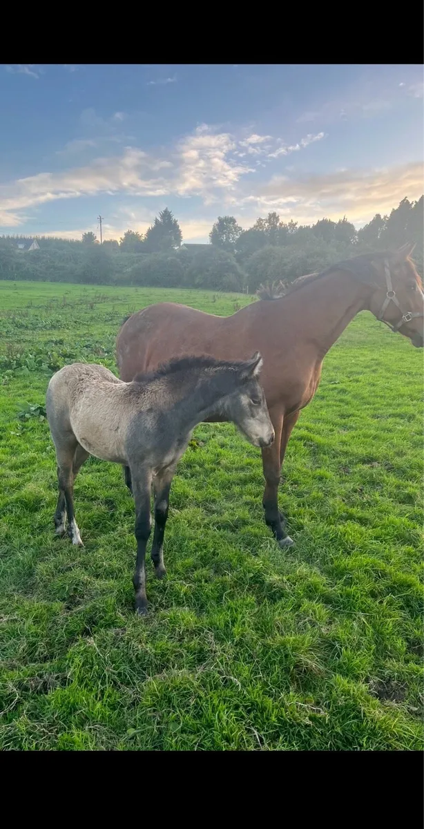 Ish mare and dun filly foal - Image 1