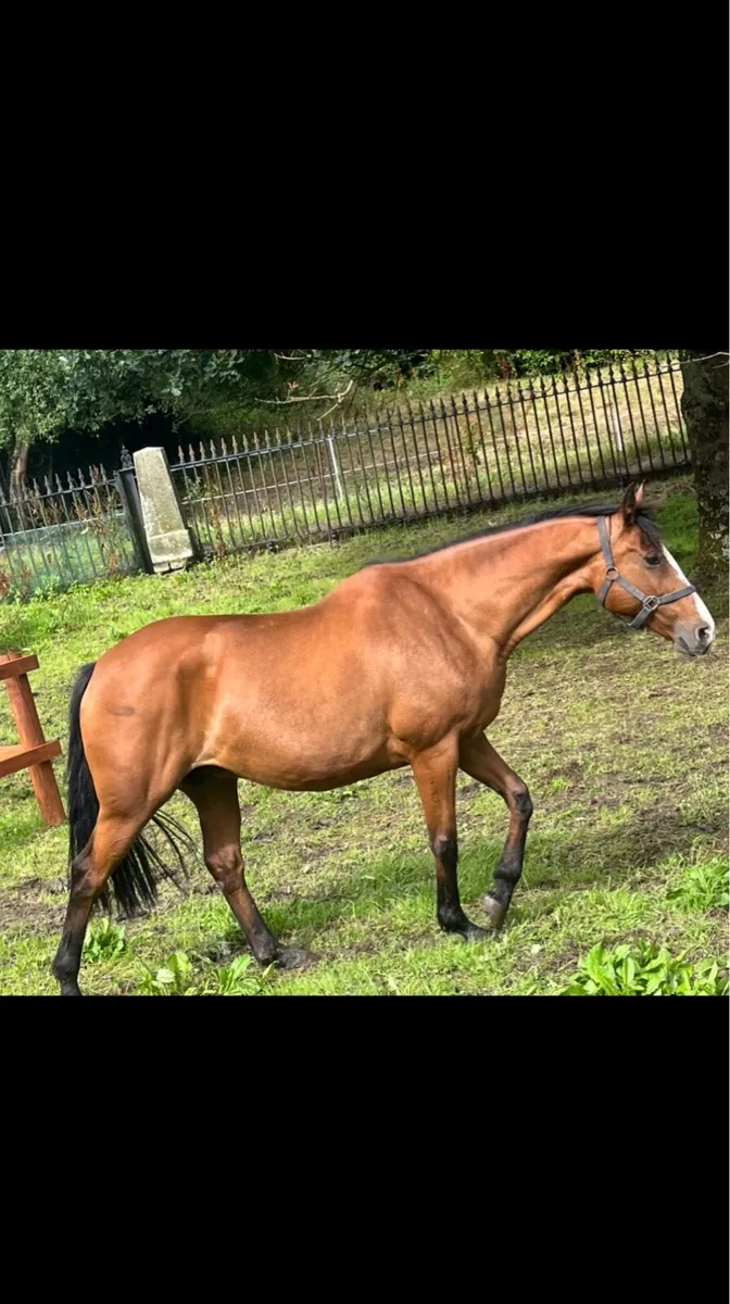Ish mare and dun filly foal - Image 2