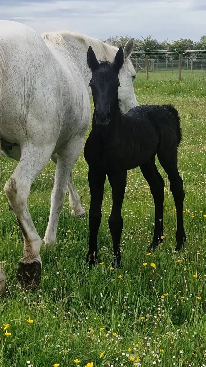 Pony - Image 2