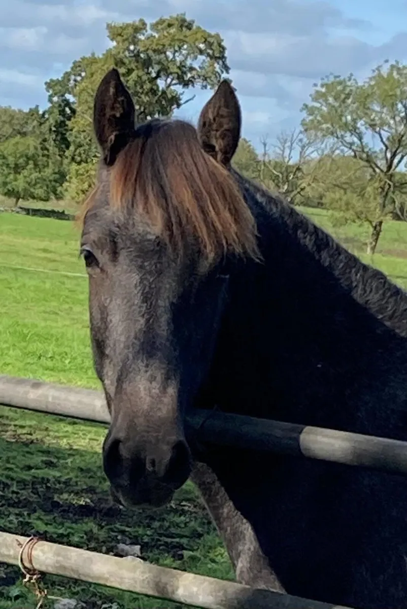 Connemara Gelding - Image 3