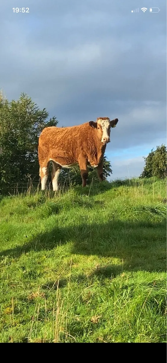 2 incalf Simmental heifers - Image 2