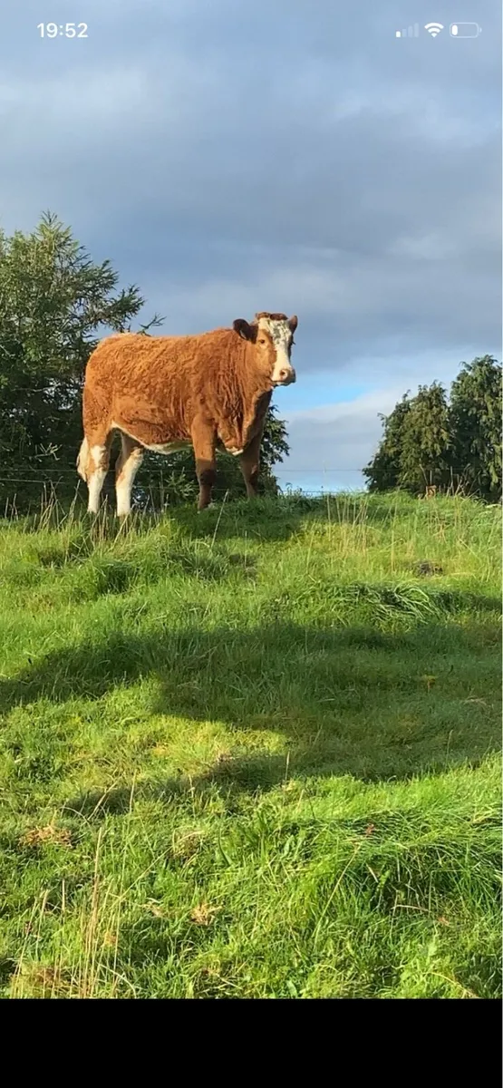 2 incalf Simmental heifers - Image 1