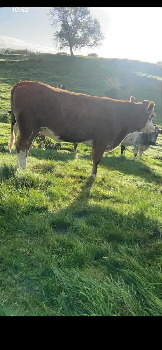 2 incalf Simmental heifers - Image 3