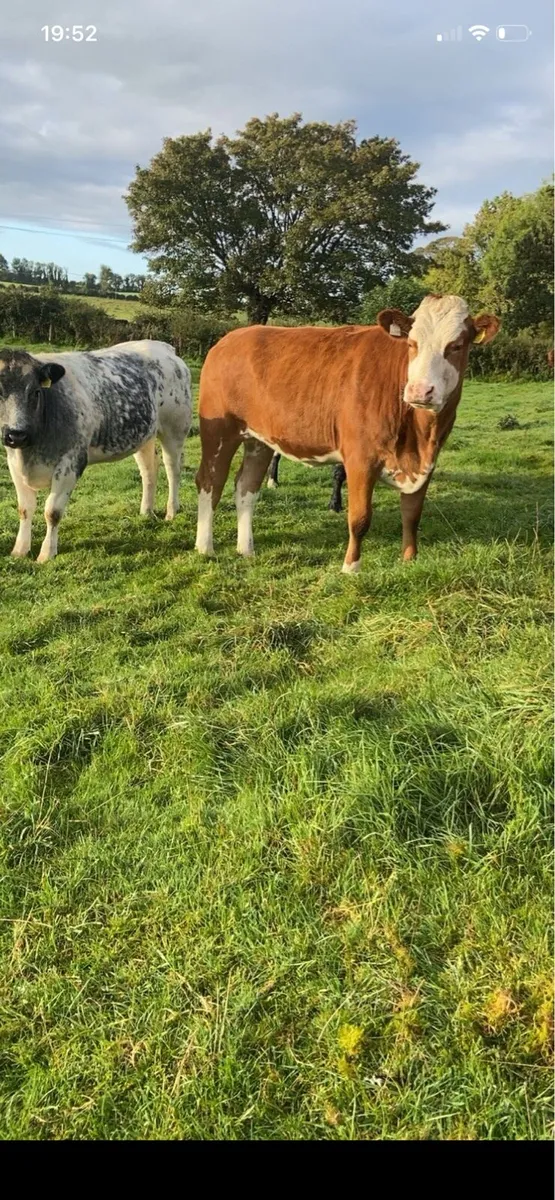 2 incalf Simmental heifers - Image 4